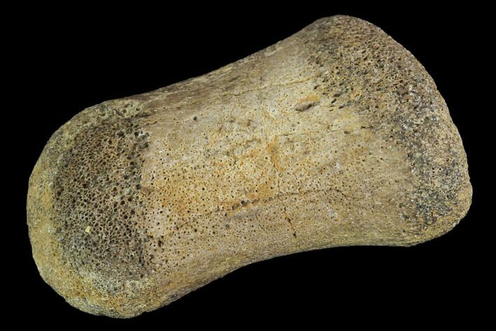 Hadrosaur Finger Bone - Alberta (Disposition #-) #95170